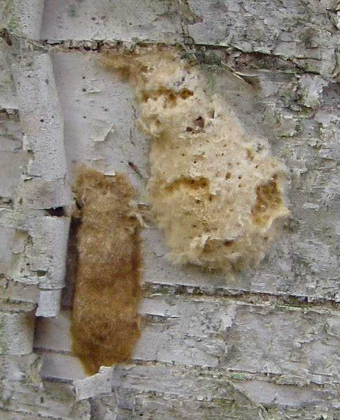 white egg mass with holes and brown egg sack that appears fuzzy