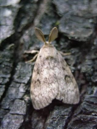 Brown and white moth on bark