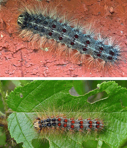 spiny caterpillar with red dots