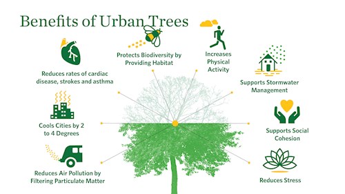 Urban tree infographic