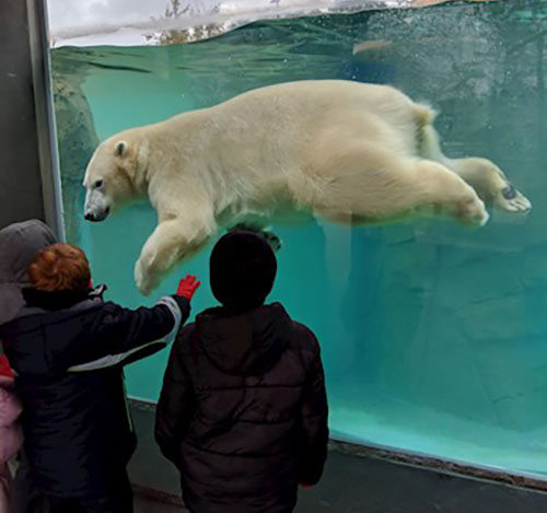 Polar bear swimming in exhibit at zoo
